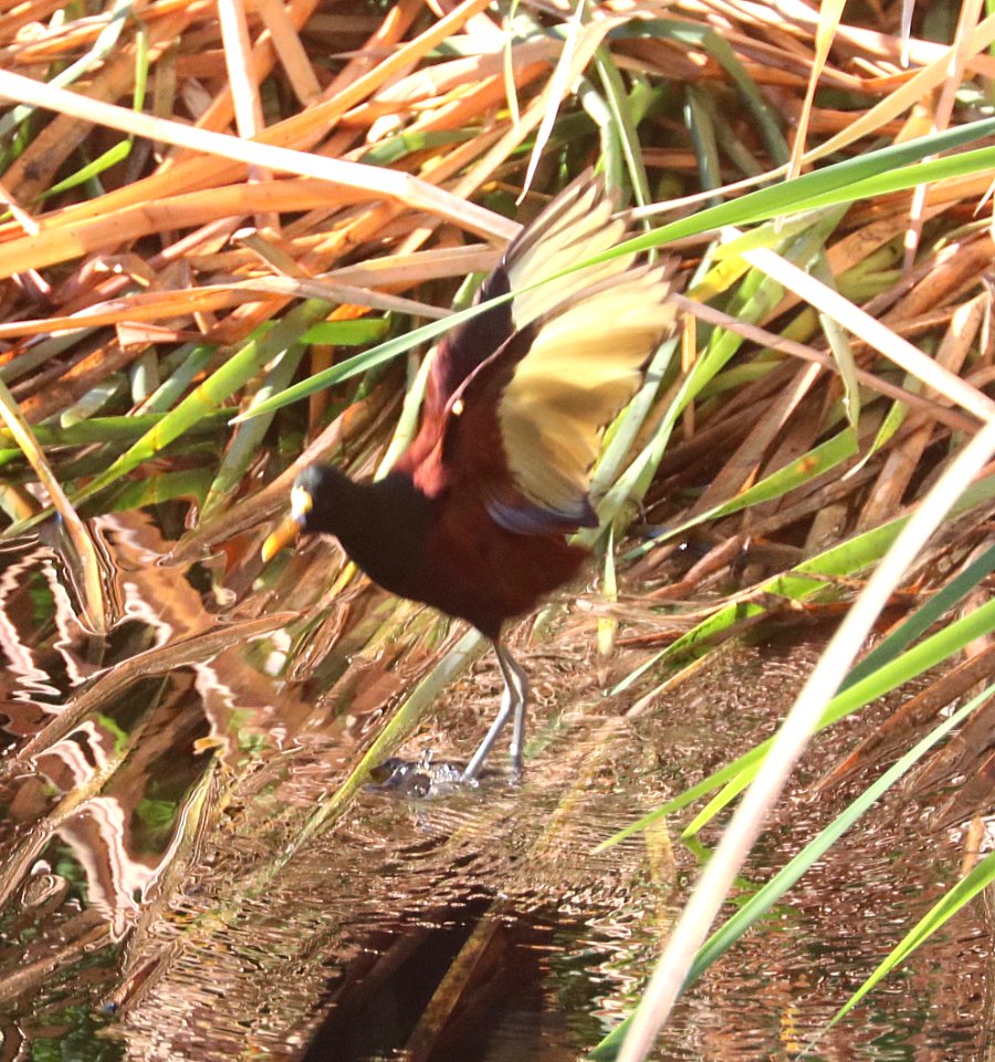 276 - NORTHERN JACANA (2-6-2021) santa cruz river at ina road, tucson, pima co, az -24