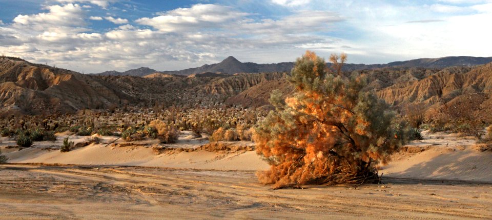 VALLACITO VALLEY CAMPSITE (1-6-2017) anza-borrego state park, san diego co, ca -4b photo