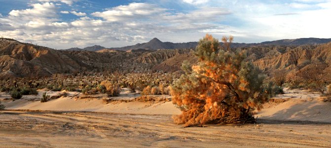 VALLACITO VALLEY CAMPSITE (1-6-2017) anza-borrego state park, san diego co, ca -4b