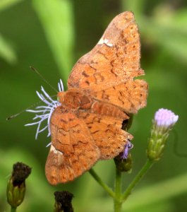 METALMARK, CURVE-WINGED (Emesis emesis) (11-10-2016) the national butterfly center, hidalgo co, tx -03