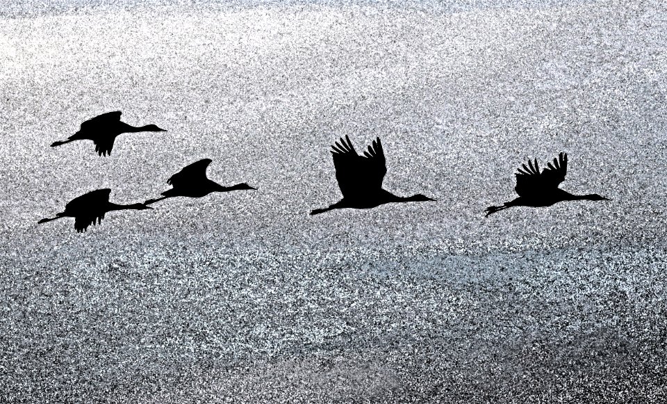WHITEWATER DRAW WILDLIFE AREA (11-6-2020) early morning, cochise co, az -02 PHOTOSHOP WATERCOLOR