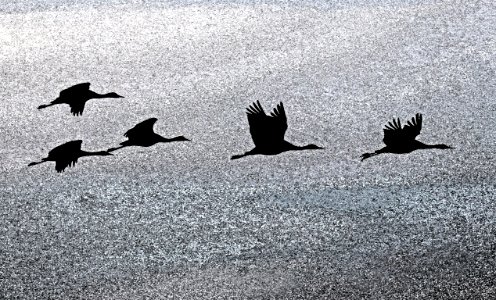 WHITEWATER DRAW WILDLIFE AREA (11-6-2020) early morning, cochise co, az -02 PHOTOSHOP WATERCOLOR