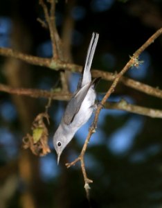 701 - BLUE-GRAY GNATCATCHER (9-1-2016) sabine woods, jefferson co, tx -01