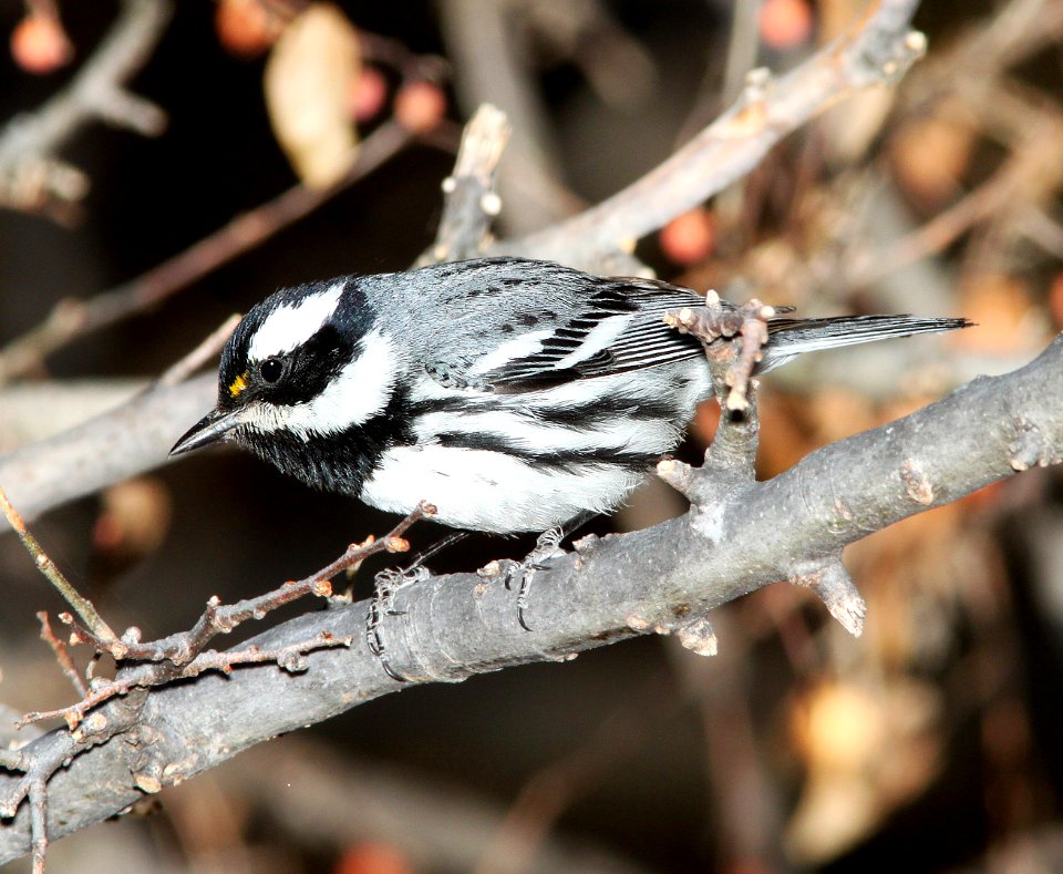 839 - BLACK-THROATED GRAY WARBLER (3-13-11) patagonia lake, scc,az - (5)