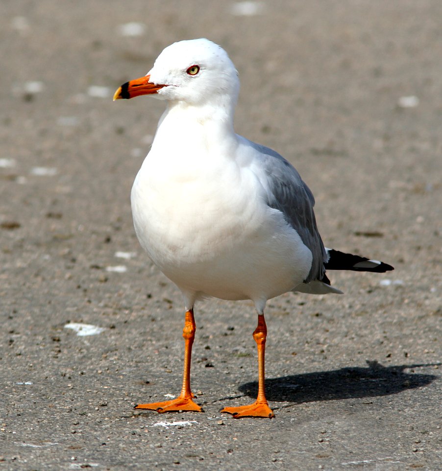 GULL, RING-BILLED (3-4-07) -1 -erythrism