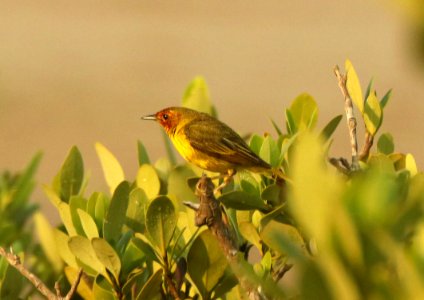 829 - MANGROVE YELLOW WARBLER (4-29-2019) port isabel, cameron co, tx -01 male