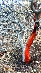 HUACHUCA MOUNTAINS, Hunter Canyon (1-18-2020) -02 manzanita