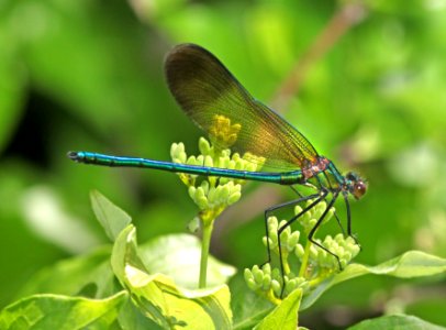 JEWELWING, RIVER (Calopteryx aequabilis) (6-4-2015) chittenden co, vt -01
