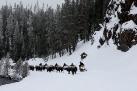 Snowmobilers passing bison