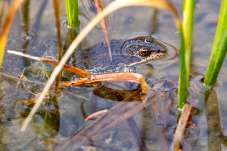 Columbia spotted frog profile (Rana luteiventris)