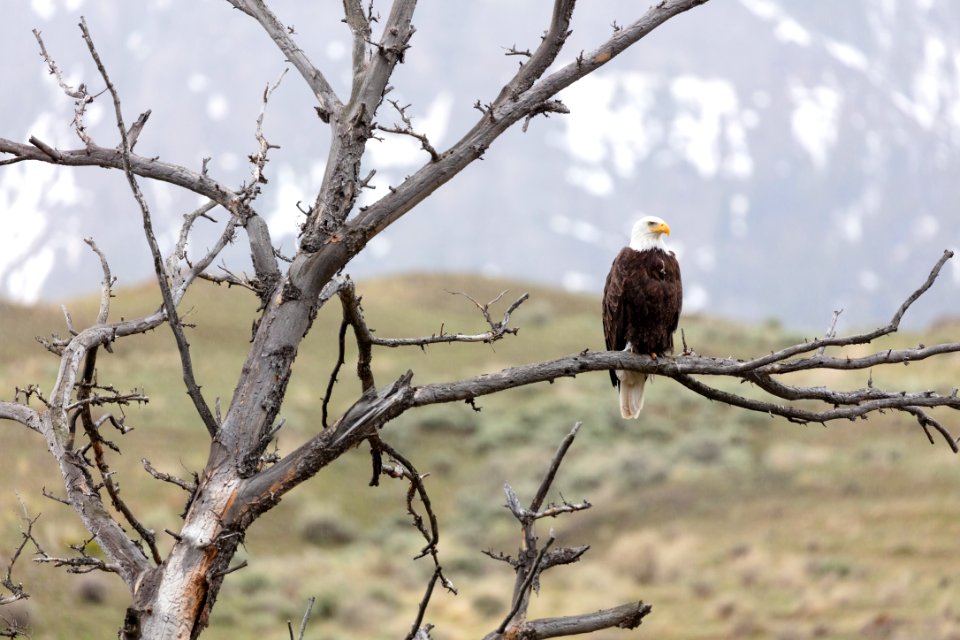 A bald eagle perched on a limb above the Gardner River