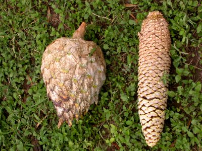 Dioon mejiae Standl. & L.O. Williams (Zamiaceae), teocintle o teocinte. Cono femenino a la izquierda, cono masculino a la derecha (Female cone to the left, male cone to the right)