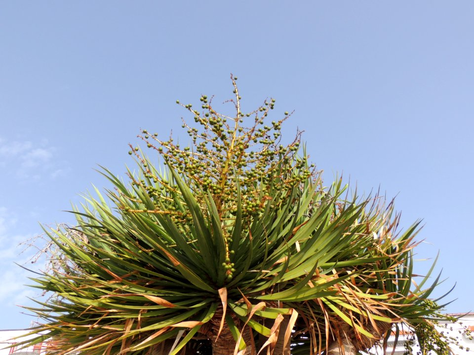 Dracaena draco (L.) L. Asparagaceae.