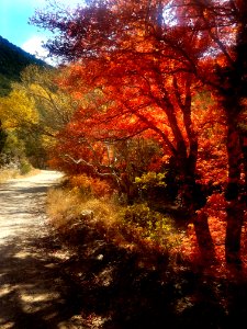 HUACHUCA MOUNTAINS, Garden Canyon, AZ -23 (11-6-20) fall color -03