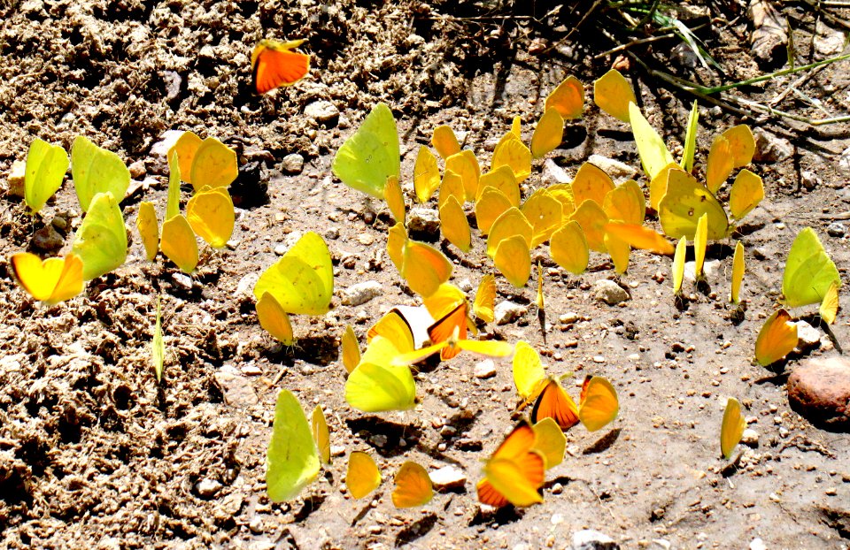 CLOUDLESS SULPHUR, SLEEPY ORANGE, TAILED ORANGE & S DOGFACE puddling (9-10-12) sycamore canyon, scc, az -02