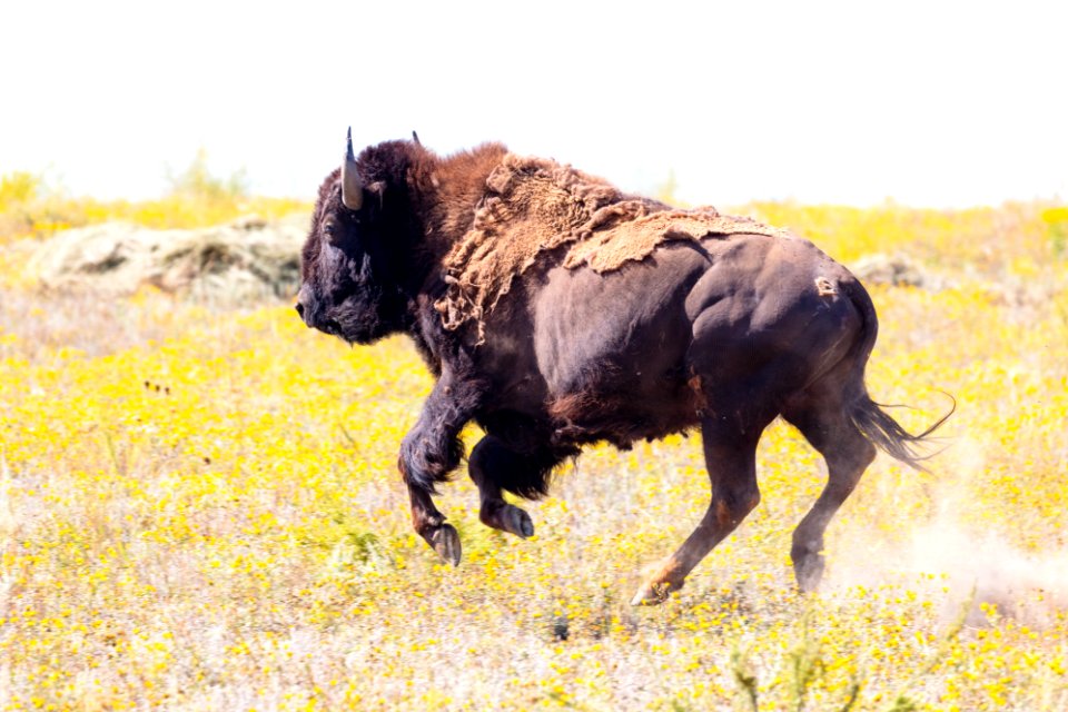 Yellowstone bison released at Ft. Peck Indian Reservation (6)