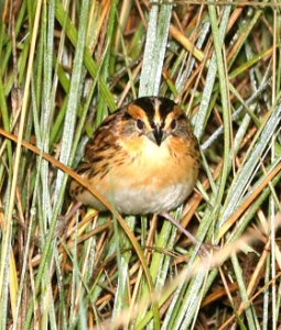 887 - LECONTE'S SPARROW (6-9-2018) grand forks co, nd -06