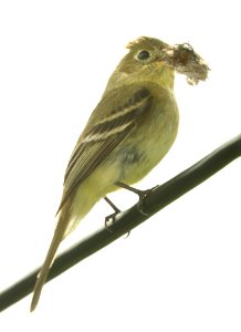 583 - PACIFIC-SLOPE FLYCATCHER (4-7-2019) slo county, ca -05