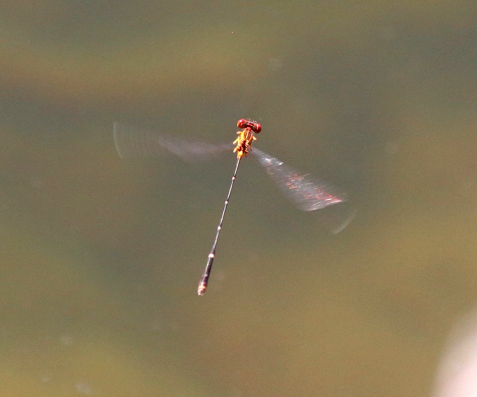 ORANGE-STRIPED THREADTAIL (Protoneura cara) (9-30-2020) pena blanca lake, santa cruz co, az -02 male