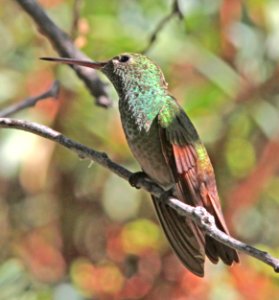 508 - BERYLLINE HUMMINGBIRD (7-28-09) miller cyn, az  (2)