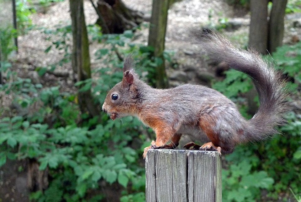 Wildlife nature wild