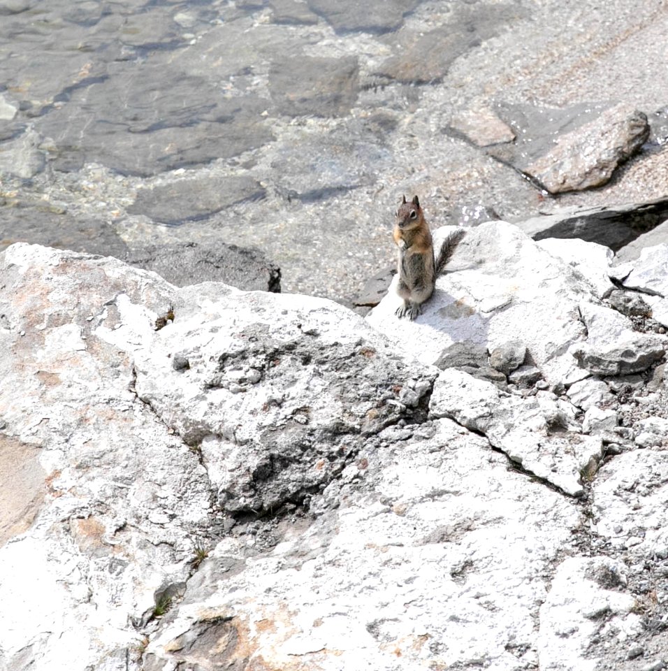 Golden-mantled ground squirrel.