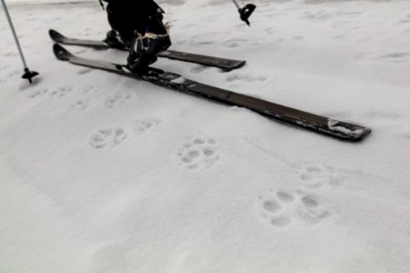 Skiing along wolf tracks