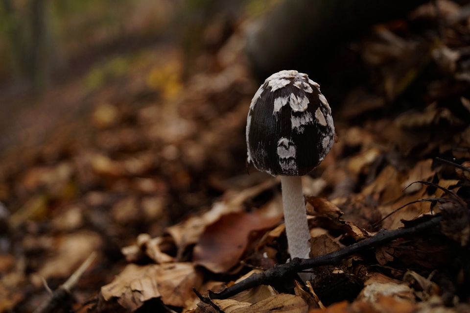 Forest nature autumn