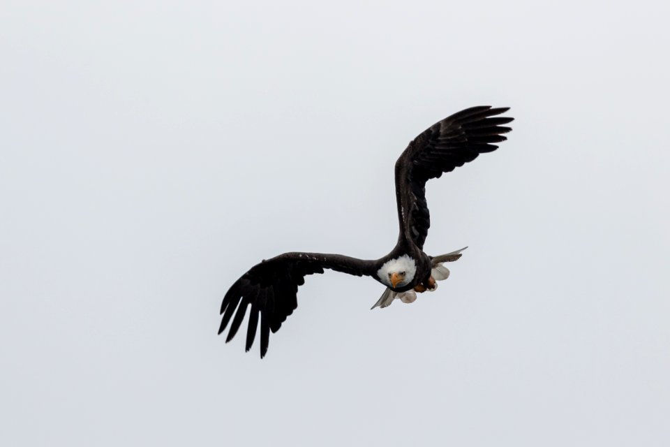 Bald eagle over Yellowstone Lake (2)