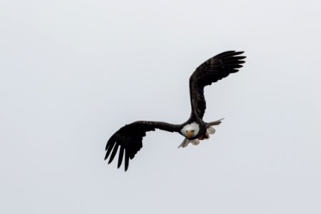 Bald eagle over Yellowstone Lake (2) photo