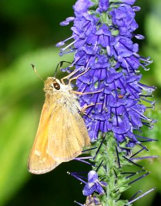 SACHEM (Atalopedes campestris) (6-18-2017) greensboro, guilford co, nc -12