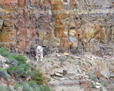 Mountain goat