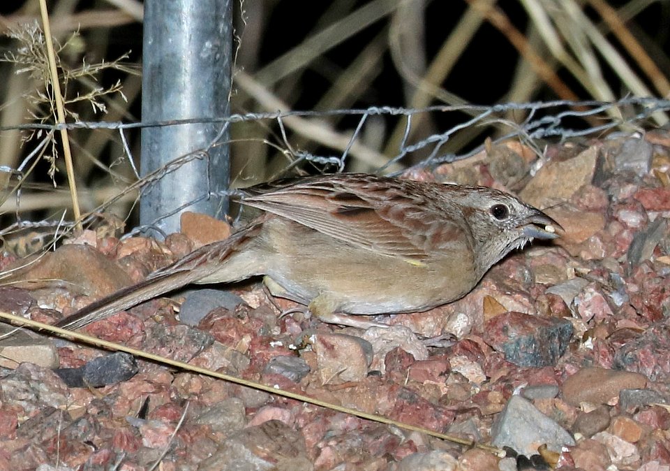867 - BOTTERI'S SPARROW (3-17-2017) 78 circulo montana, patagonia lake ranch estates, scc, az -02