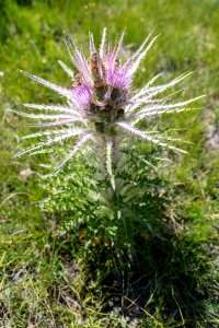 Elk Thistle - Cirsium scariousum