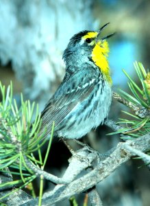 838 - GRACE'S WARBLER (6-4-2014) devil's cyn, san juan co, ut -04