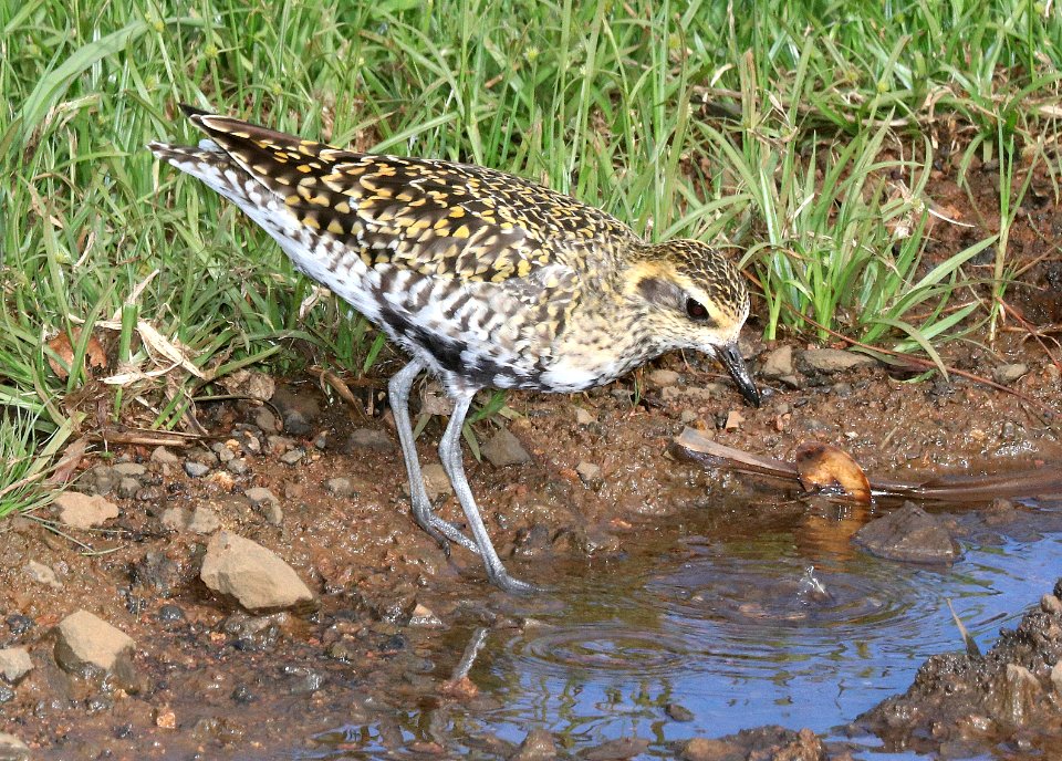 PACIFIC GOLDEN PLOVER (4-22-2018) kokee state park, kauai co, hawaii -01 (1)