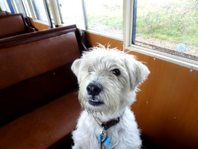 THE DOG ON THE TRAIN photo