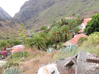 Agave americana L. Asparagaceae y Phoenix canariensis Wildpret. Arecaceae o Palmae