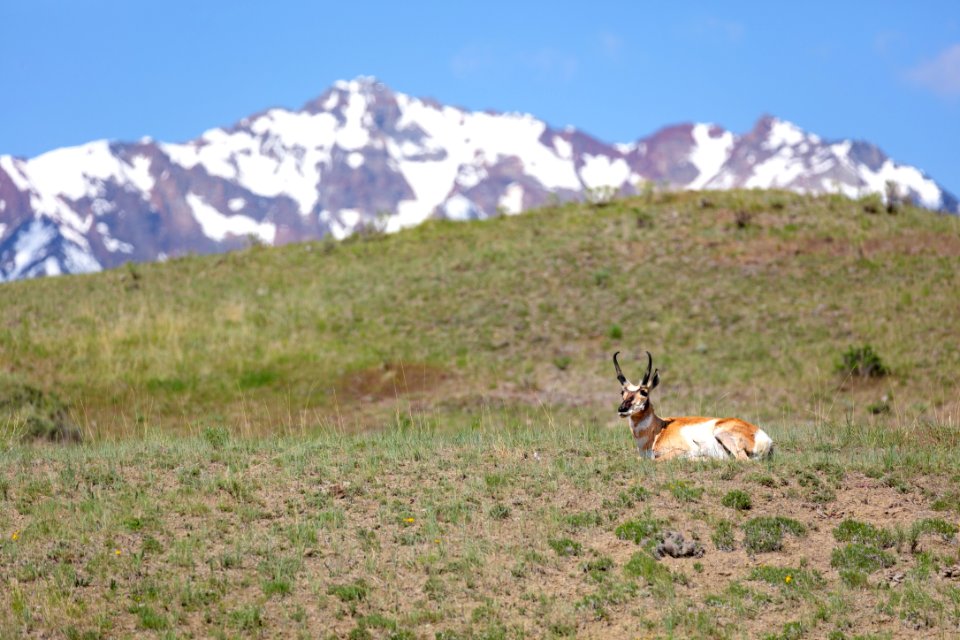 A pronghorn buck rests in a meadow as Electric peak looms in the distance