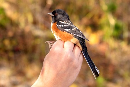 Yellowstone Bird Program (27): Wildlife Biologist Lauren Walker about to release the spotted towhee