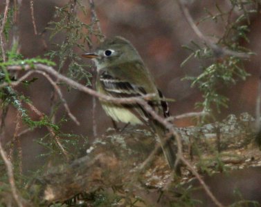 FLYCATCHER, PACIFIC-SLOPE (12-18-10) nogales cbc, 0.6 miles below patagonia lake dam, along sonoita creek, scc,az -03