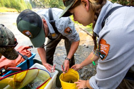 Brian Ertel and Lauren McGarvey sorting fish along Soda Butte Creek.