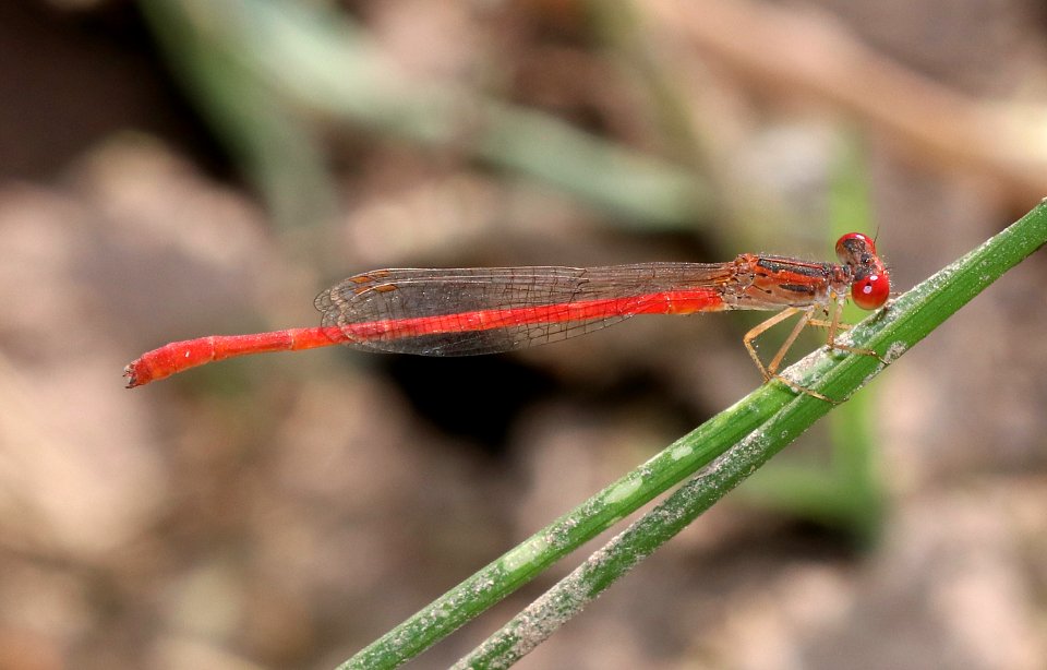 FIRETAIL, DESERT (Telebasis salva) (9-27-2020) pena blanca lake, santa cruz co, az -03 male
