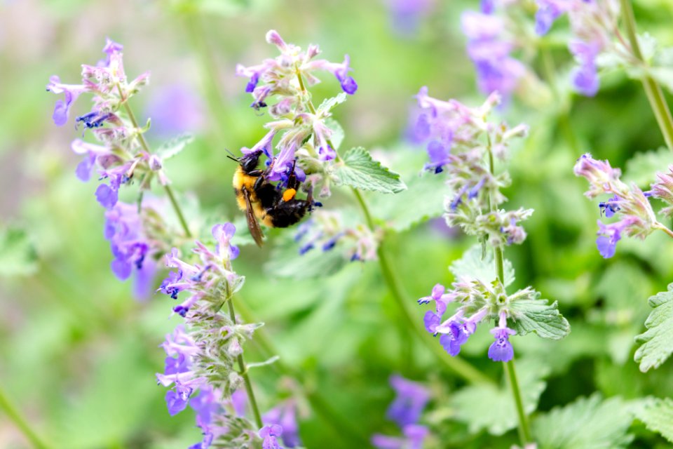 Bumblebee collecting food from a flower