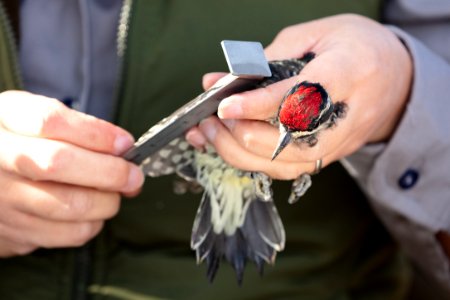 Yellowstone Bird Program (17): Wildlife Biologist Lauren Walker measures the wing of a red-naped sapsucker