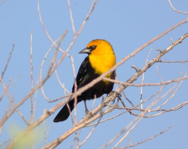BLACKBIRD, YELLOW-HEADED (4-22-08) carrizo, vis center -03