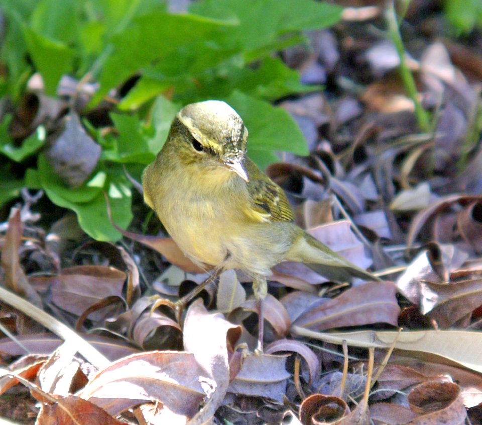 714 - ARCTIC WARBLER (9-10-07) kern co, ca  (3)