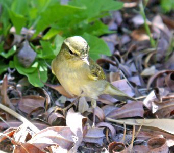 714 - ARCTIC WARBLER (9-10-07) kern co, ca  (3)