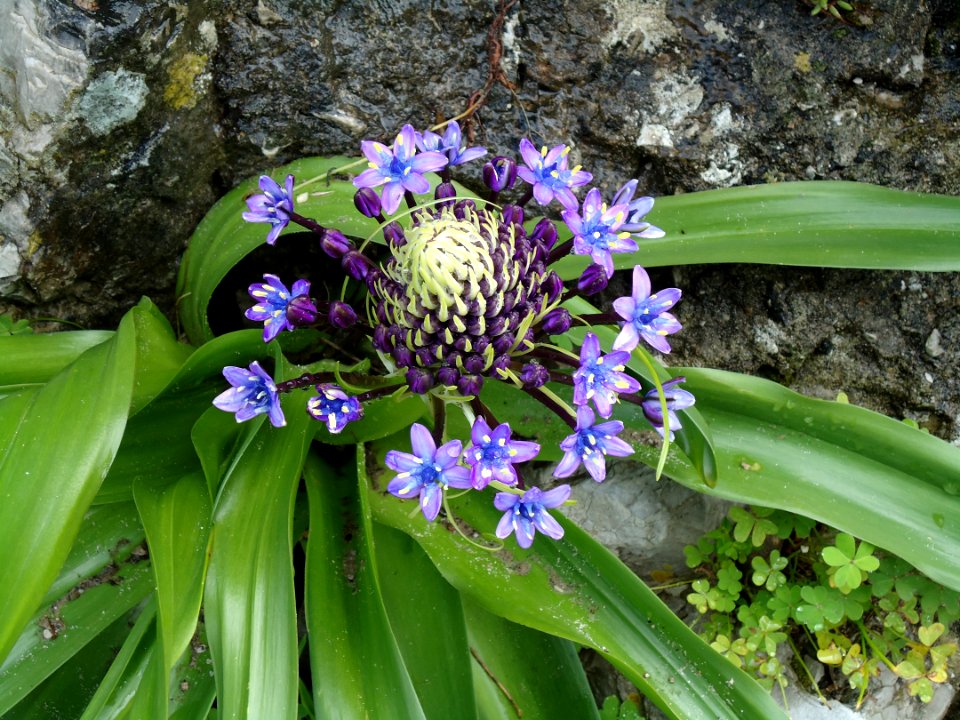 Scilla peruviana L.