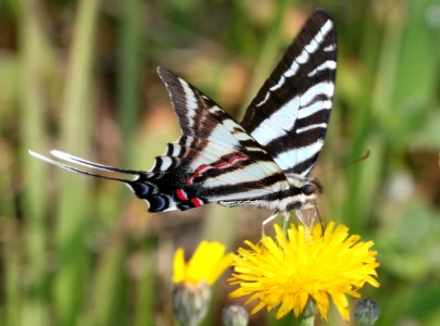 SWALLOWTAIL, ZEBRA (Paplio marcellus) (6-4-2017) railroad ditch road, great dismal swamp nwr, virginia-01